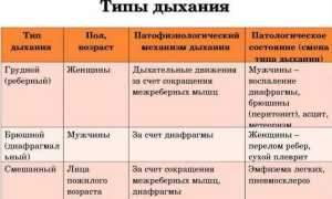 Типы дыхания у женщин, мужчин в норме: грудное, брюшное