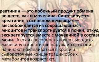 Повышение креатинина в крови. Причины, симптомы, лечение у женщин, мужчин, детей