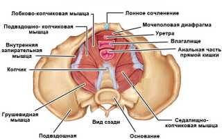 Тренировка мышц тазового дна для женщин