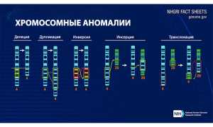 Хромосомные мутации (аберрации, перестройки). Что это такое, примеры