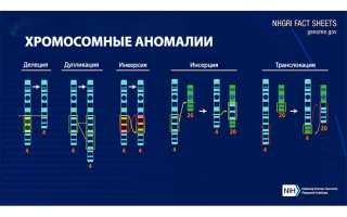 Хромосомные мутации (аберрации, перестройки). Что это такое, примеры