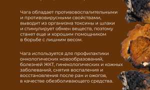 Чага. Лечебные свойства березового гриба, рецепты, способы применения. Противопоказания