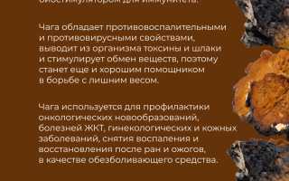 Чага. Лечебные свойства березового гриба, рецепты, способы применения. Противопоказания