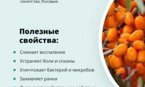 Облепиха. Лечебные свойства. Рецепты применения и противопоказания