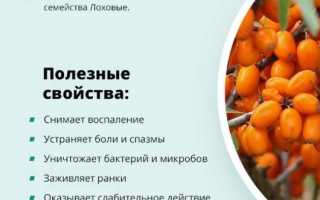 Облепиха. Лечебные свойства. Рецепты применения и противопоказания