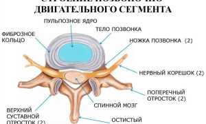 Межпозвоночные диски. Строение, анатомия, функции