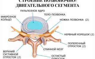 Межпозвоночные диски. Строение, анатомия, функции