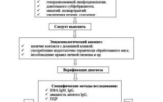 Токсоплазмоз у взрослых. Схема лечения, клинические рекомендации