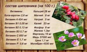 Шиповник сгущает или разжижает кровь. Как действует на кровь, давление