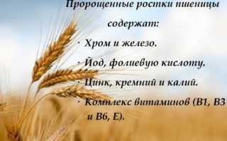 Ростки пшеницы. Польза и вред, как прорастить и принимать пророщенные, зеленые, в народной медицине