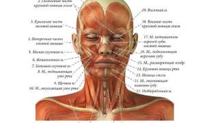 Мышцы человека для массажа. Анатомия, схема с названиями, подписями
