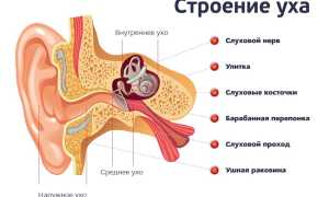 Внутреннее ухо. Чем заполнена полость, строение, анатомия, функции