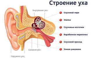 Внутреннее ухо. Чем заполнена полость, строение, анатомия, функции