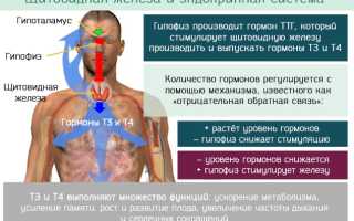 Анти ТГ (антитела к тиреоглобулину). Что это за гормон, норма