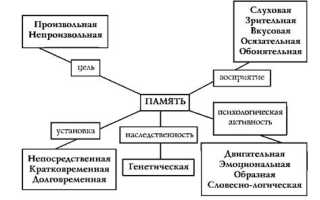 Эйдетическая память в психологии: что это такое, определение