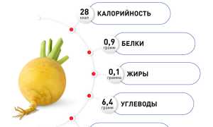 Репа. Полезные свойства и противопоказания для женщин