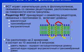 Повышен ФСГ в фолликулярной фазе. Что это значит, причины и лечение, что делать