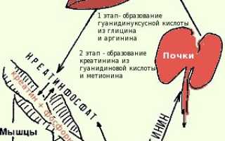 Клиренс креатинина (проба Реберга). Что это такое, как рассчитать, норма