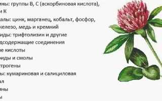 Красный клевер настойка для очищения сосудов. Как принимать, отзывы