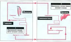Молочная кислота в мышцах. Как вывести из организма, избавиться