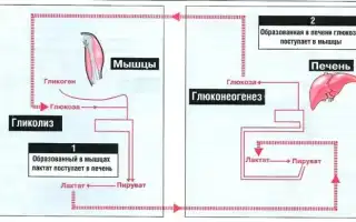 Молочная кислота в мышцах. Как вывести из организма, избавиться