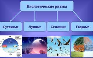 Циркадные ритмы у человека. Что это такое, схема по часам, примеры, регуляция