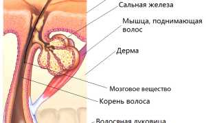 Строение волоса человека: структура стержня, корня, луковицы. Типы волос