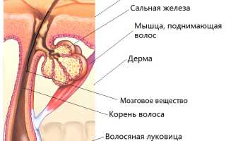 Строение волоса человека: структура стержня, корня, луковицы. Типы волос