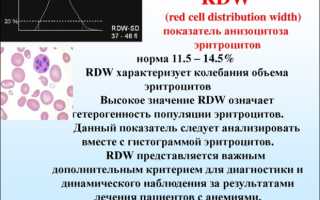 Rdw в анализе крови. Что это такое, норма, расшифровка