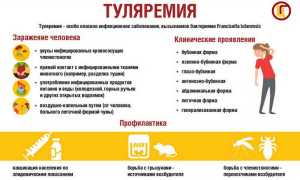 Туляремия. Возбудитель заболевания, симптомы, лечение