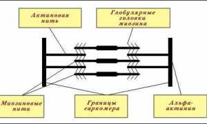 Механизм мышечного сокращения. Физиология, схема