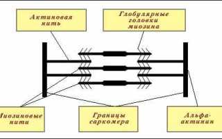 Механизм мышечного сокращения. Физиология, схема