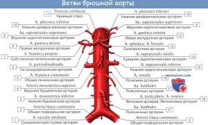 Ветви брюшной аорты. Схема, анатомия париетальных, непарных висцеральных. Атлас