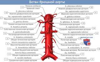 Ветви брюшной аорты. Схема, анатомия париетальных, непарных висцеральных. Атлас