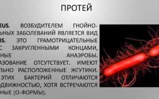 Proteus mirabilis (протей мирабилис). Что это в моче, мазке, кале, лечение