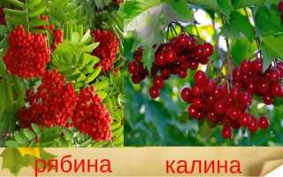 Калина красная. Полезные свойства и противопоказания. Рецепты