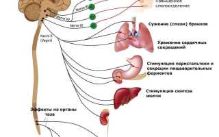 Ваготония. Что это такое, лечение у взрослых