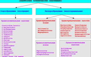 Облигатно анаэробные микроорганизмы у женщин в мазке. Что это такое