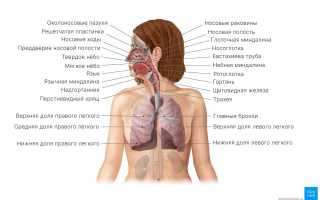 Нижние дыхательные пути. Что это такое, что включают в себя, строение, функции, болезни, симптомы