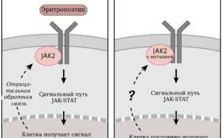 Полицитемия вторичная (ложная). Прогноз, что это за болезнь