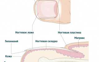 Анализ ногтей на грибок. Как сдавать правильно Инвитро, Гемотест