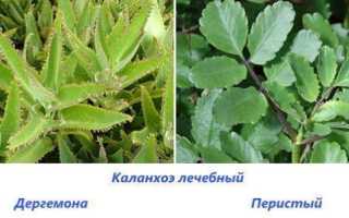 Каланхоэ. Лечебные свойства и применение, рецепты