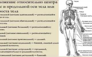 Дистальный и проксимальный. Что это в анатомии, стоматологии, отдел, лучелоктевой сустав, каналец, конец