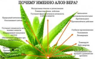 Лечебные растения. Фото, название, описание