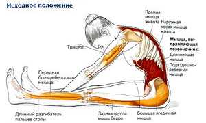 Мышцы-разгибатели спины. Функции, анатомия, упражнения, растяжка