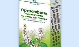 Ортосифон. Полезные свойства, противопоказания, инструкция