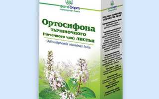 Ортосифон. Полезные свойства, противопоказания, инструкция
