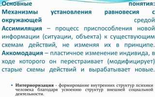Ассимиляция в психологии. Что это, определение по Пиаже, примеры