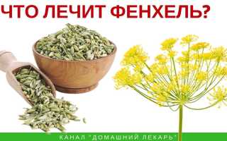 Семена фенхеля. Польза и вред, как принимать отвар