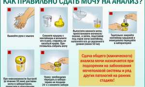 Как сдавать суточный анализ мочи, что он показывает